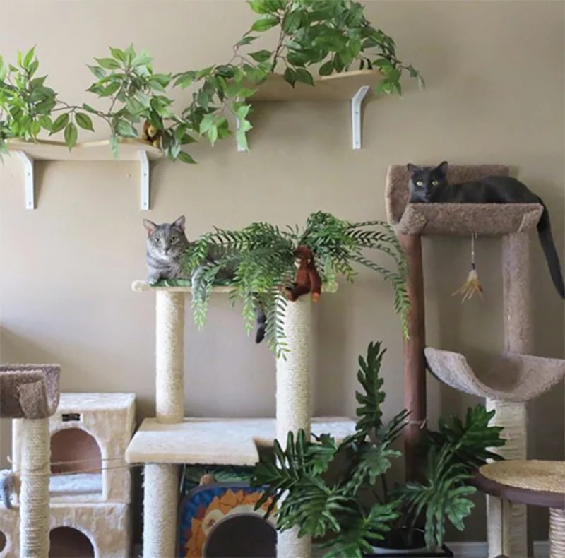 Cat room rooms play dog animal ideas house litter pet kitty cats inspiration designs diy amazing shelves neatorama article houses